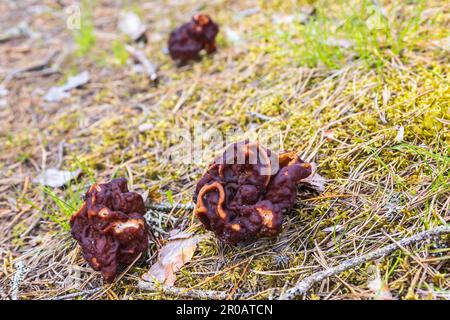 Falsi funghi Morel nel bosco Foto Stock
