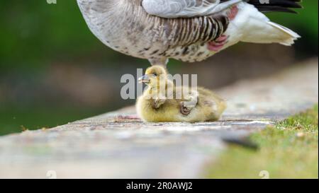 06 maggio 2023, Assia, Francoforte sul meno: Prole di oca di Greylag che siedono sulle rive del fiume meno. Foto: Andreas Arnold/dpa Foto Stock