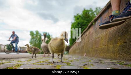 06 maggio 2023, Assia, Francoforte sul meno: Prole di oca Greylag sulle rive del fiume meno. Foto: Andreas Arnold/dpa Foto Stock