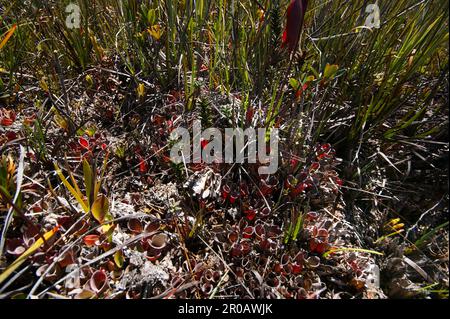 Numerose piante di Heliamphora pulchella, carnivoro carnivoro in habitat naturale, Amuri Tepui, Venezuela Foto Stock