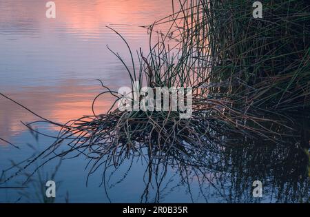 L'erba palustre e la superficie calma del lago riflettono il cielo rosa dopo il tramonto. area naturale del lago oso Flaco, California Foto Stock