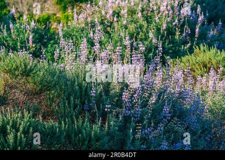 I fiori selvatici fioriscono nel deserto in primavera. Il lupino d'argento o lupino sempreverde, è una specie perenne originaria della California da vicino Foto Stock