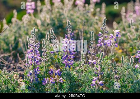 Lupino argenteo (Lupinus argenteus), bello il pisello-come fiori di campo blu in fiore, e il cielo nuvoloso sullo sfondo Foto Stock