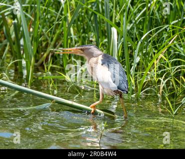 Maschio piccolo Bittern, Ixobrychus minutus che si ergono in habitat naturale, Agia Vavara, Cipro. Foto Stock