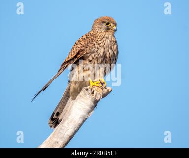 Femmina Kestrel (falco tinnunculus) arroccato su un albero morto, Mandria, Cipro. Foto Stock