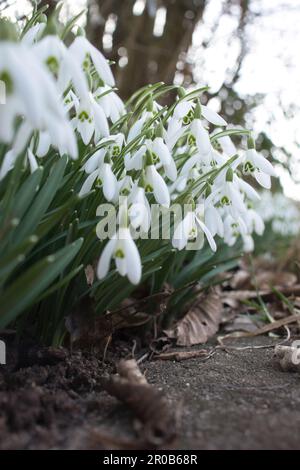 Fiori di neve che crescono accanto a un marciapiede a Potzbach, in Germania, in una giornata invernale. Foto Stock