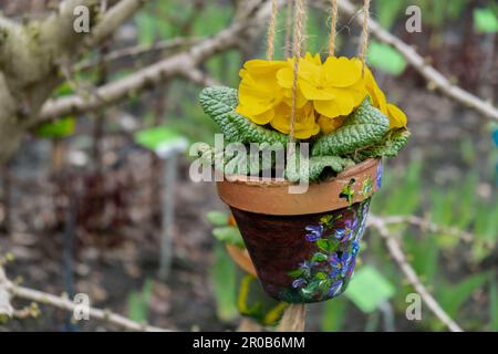 Piante di fiori primaverili in vasi appesi sull'albero nel giardino primaverile. Fioritura fiori stagione. Spazio di copia sfondo. Design esterno idea per casa giardino Foto Stock