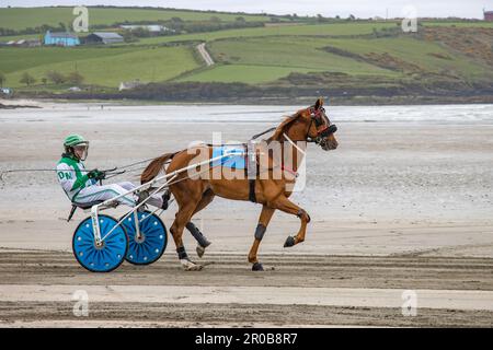Corse al trotto a Harbour View Beach, Kilbrittain, Co. Cork. Maggio 2023 Foto Stock