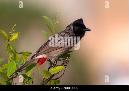 bulbul rosso ventilato sullo sfondo sfocato, bulbul in luce soffusa al mattino Foto Stock