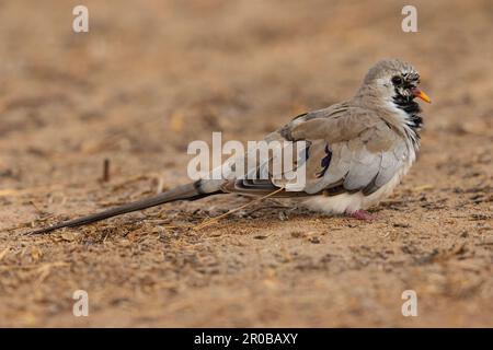 Namaqua dove, Tendaba, Divisione Occidentale, Gambia Foto Stock