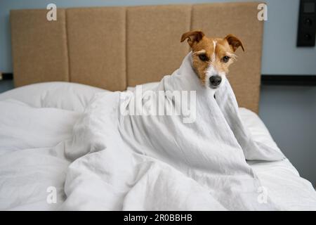 Cane carino in camera da letto. Gli animali domestici si trovano sul letto e si staccano dalla coperta Foto Stock