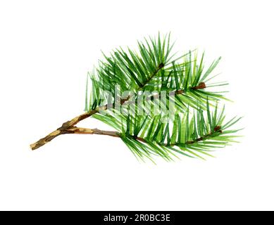Acquerello alberi di conifere pino Foto Stock
