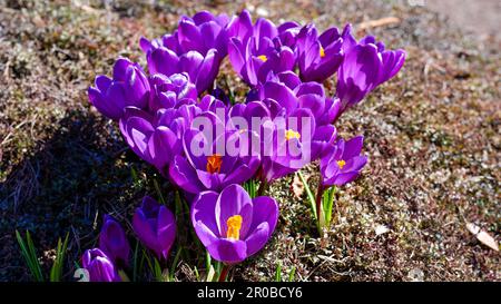 Sfondo primaverile con croci viola in fiore all'inizio della primavera. Inizio primavera Foto Stock