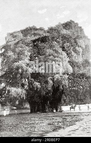 L'albero di Tule. Il gigantesco albero di Tule a Santa María del Tule. Abete rosso messicano. Messico. Antica incisione del 19th ° secolo da la Nature 1887 Foto Stock