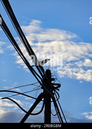 Silhouette di un corvo seduto sul filo nel cielo. Uccello sui fili. Uccello appollaiato sul polo elettrico Foto Stock