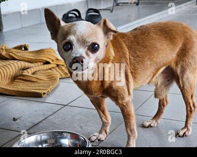 Chihuahua cane guardando macchina fotografica. Cucciolo carino. Vecchio cane Foto Stock
