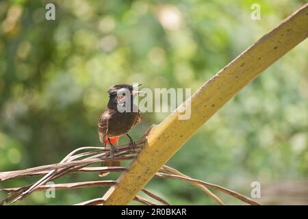 Rosso ventilato bulbul uccello immagine. Foto Stock