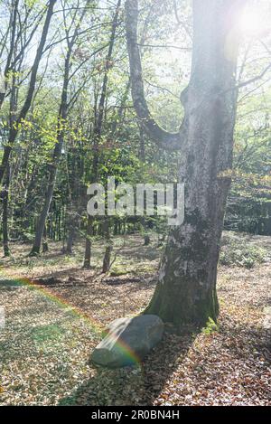 Sole splendente tra faggi (Fagus sylvatica) nella foresta, Baviera, Germania Foto Stock