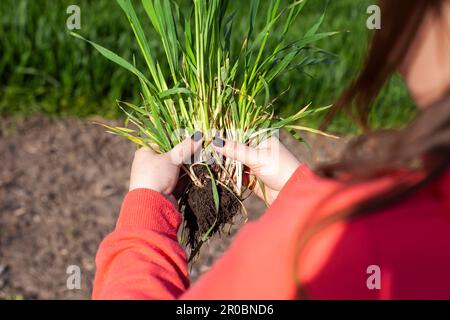 Germogli verdi di grano giovane verde nelle mani di una ragazza di contadino. Panoramica del sistema di radice di piante Foto Stock