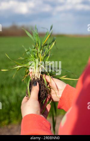 Giovani piantine di grano verde nelle mani di un coltivatore. Maturazione spighe di campo di grano. Grano che controlla progresso. Di campo il concetto del busi agricolo Foto Stock