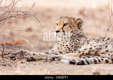 Ghepardo di relax presso l'Okonjima Riserva Naturale, Namibia, Africa Foto Stock