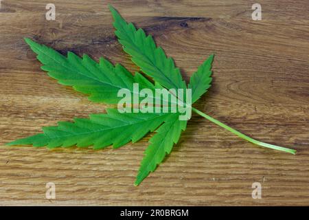 Una foglia di canapa su uno sfondo di tessitura di legno primo piano Foto Stock