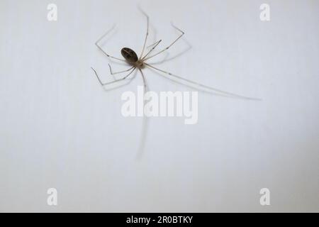 Un ragno a zampe lunghe (Pholcus phalangioides) sulla piastrella del bagno all'interno della casa. Foto Stock