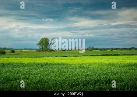 Campi verdi e alberi all'orizzonte, Czulczyce, Polonia Foto Stock