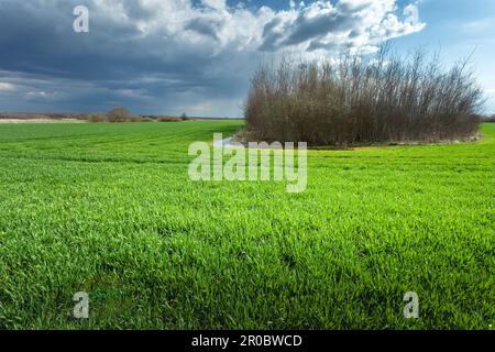 Cespugli densi crescono in un campo verde e cielo nuvoloso, Czulczyce, Polonia Foto Stock