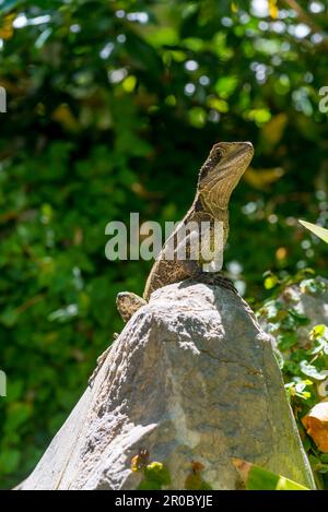 Un drago d'acqua orientale, (Physignathus lesueurii lesueurii) che si crogiolano al sole estivo presso i Giardini cinesi dell'amicizia a Sydney, Australia Foto Stock