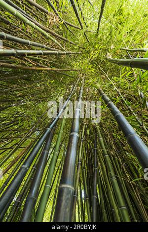 Una foresta di bambù in primavera Foto Stock