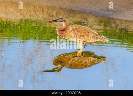 Un airone purea immaturo (Ardea purpurpurea) caccia, un uccello del secondo anno in piedi in acqua e stalking la preda, specchio imaging, Gran Canaria, Spagna Foto Stock