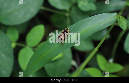 Vista ravvicinata di una mosca Syrphid ad occhio punteggiato (Eristalinus Arvorum) seduta sopra una foglia di erba. La vista del corpo dorsale della mosca con il contenitore pol Foto Stock