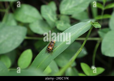 Vista ad alto angolo di una mosca Syrphid ad occhio punteggiato (Eristalinus Arvorum), questa mosca è appollaiata sulla superficie di una foglia di erba Foto Stock