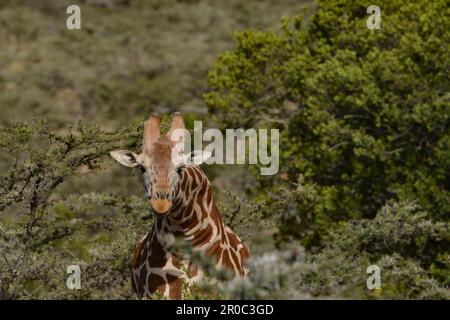 Giraffa Foto Stock