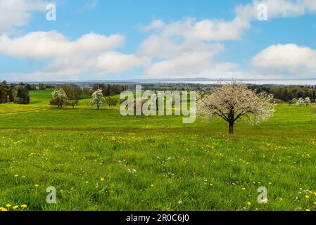 Alberi di ciliegio in fiore (Prunus avium) su un prato in primavera con vista panoramica del Lago di Costanza, Roggwil, Canton Thurgau, Svizzera Foto Stock