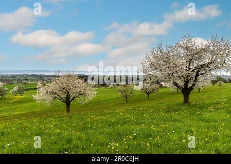 Alberi di ciliegio in fiore (Prunus avium) su un prato in primavera con vista panoramica del Lago di Costanza, Roggwil, Canton Thurgau, Svizzera Foto Stock