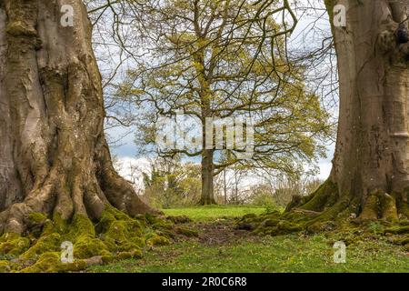 Tre alberi insieme in un modello Foto Stock