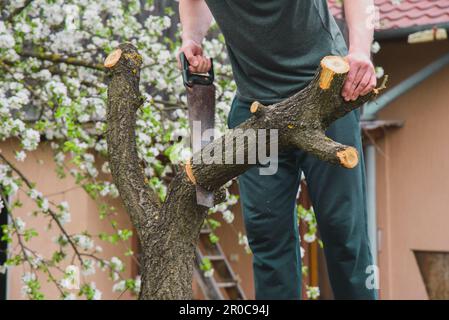 Tagliare un vecchio albero. L'uomo lavora in giardino, togliendo rami secchi e danneggiati con una sega a mano. Foto Stock