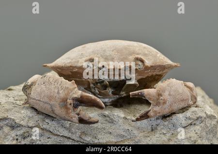 Fossile di granchio. Dall'Italia. Collezione di Scienze naturali - Paleontologia Foto Stock