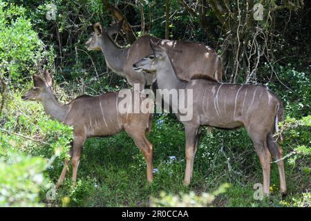 Greater Kudu al Parco Nazionale degli Elefanti di Addo in Sud Africa Foto Stock