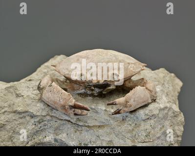 Fossile di granchio. Dall'Italia. Collezione di Scienze naturali - Paleontologia Foto Stock