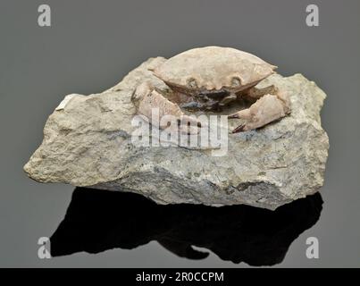 Fossile di granchio. Dall'Italia. Collezione di Scienze naturali - Paleontologia Foto Stock