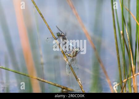 Skimmer Dragonfly dalla coda nera; Orthetrum cancellatum; appaiato; UK Foto Stock