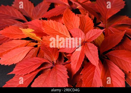 Autunno rosso foglie coprire per sfondo. Fogliame di caduta. Foto Stock