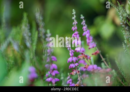 Dorset Heath; Erica ciliaris; Fiori; UK Foto Stock