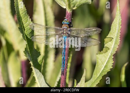 Imperatore Dragonfly; Anax imperator; su Teasel; UK Foto Stock