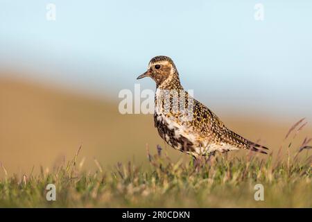 Golden Plover; Pluvialis albicaria; UK Foto Stock