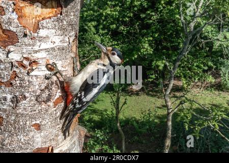 Picchio macchiato maggiore; Dendrocopos maggiore; Adulto; maschio; al Nido; REGNO UNITO Foto Stock