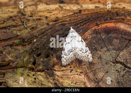 Least Black Arches Moth; Nola fusalis; UK Foto Stock